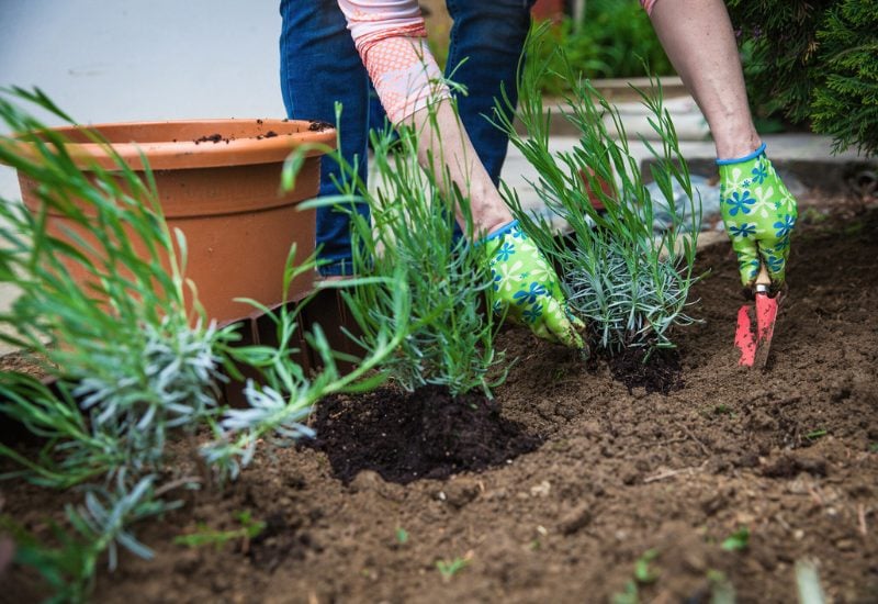 unrecognizable woman working on her garden, planting some new perennial plants

