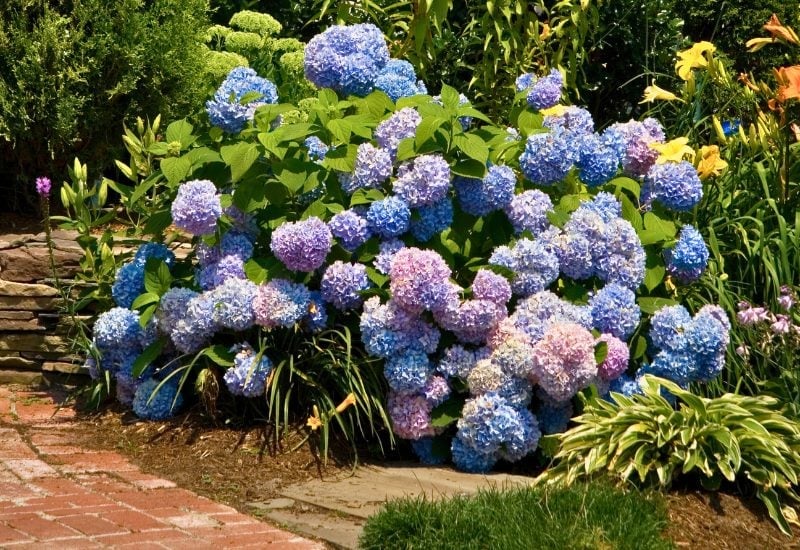 Put Your Hydrangeas “on a Diet” in Fall