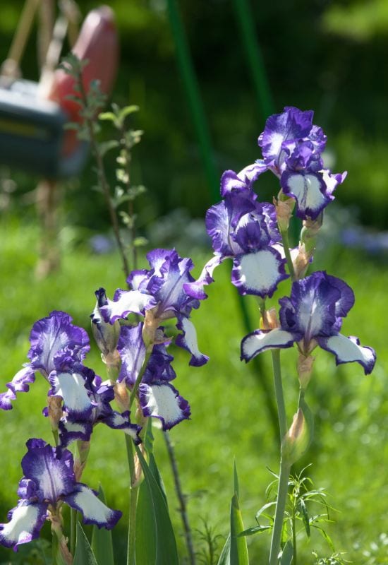 Sword Lilies