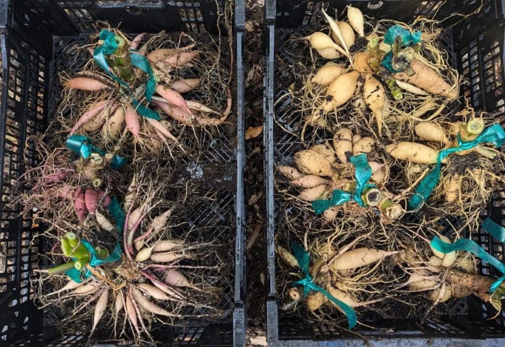 Tender Bulbs to Dig Up in the Fall