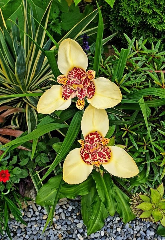 Tiger Flower (Tigridia pavonia