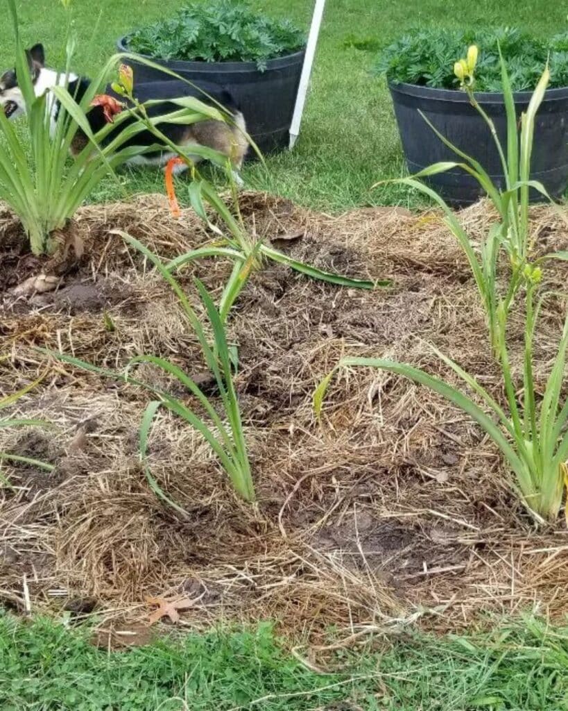 What To Do With Daylilies In The Fall – Cutting Back, Dividing, and Preparing for Winter 5