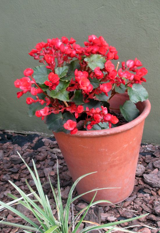 Tuberous Begonias