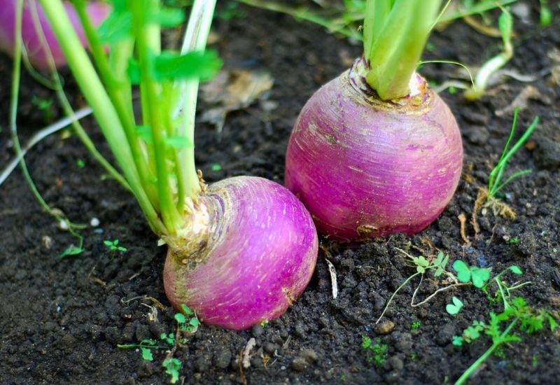 8 Fail Proof Vegetables You Can Plant in Fall 7 Turnip