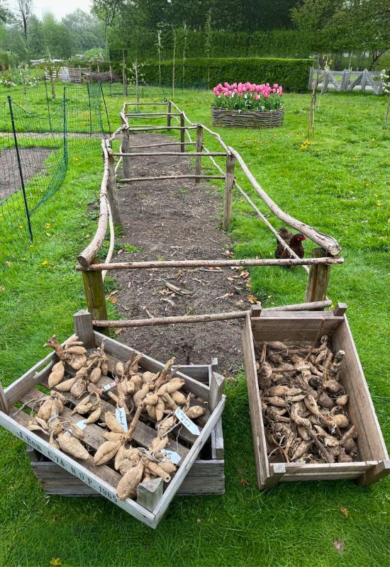 How to Store Bulbs for Winter
