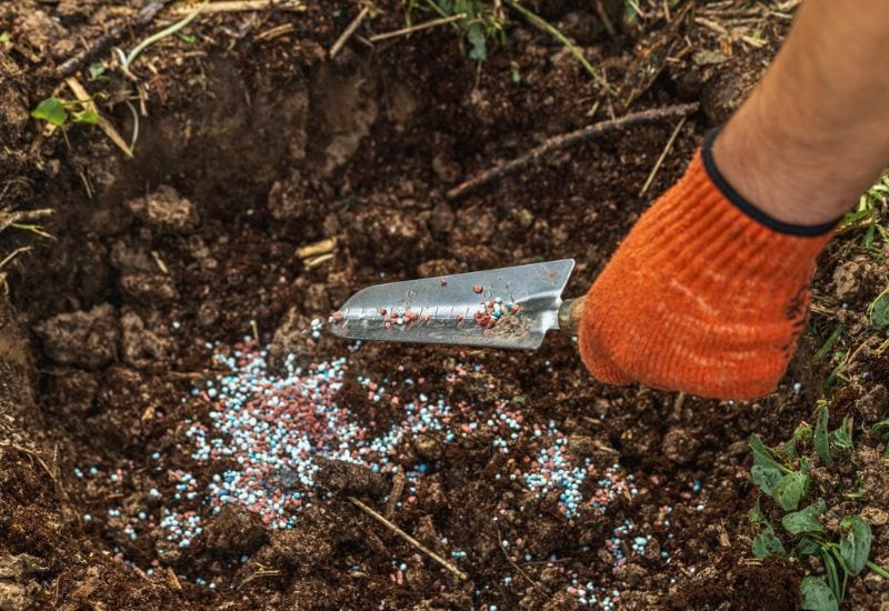 When to Fertilize Your Soil in Fall
