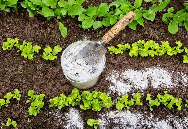 Wood Ash to Fertilize in Fall