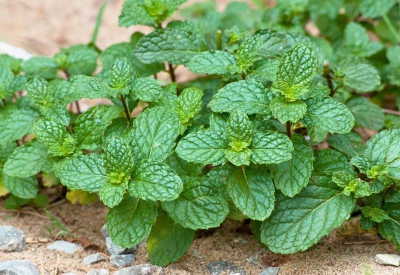Mint (Mentha spp.)
