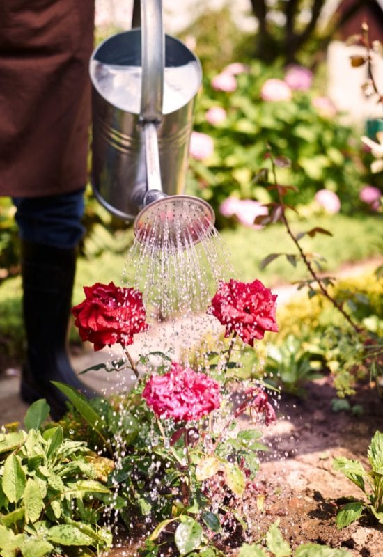 7 Rose Care Mistakes You’re Probably Making (And How to Fix Them) 7 Watering Is Not Drowning