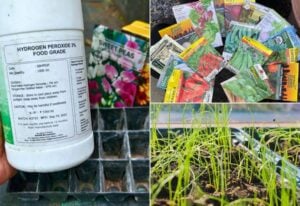 10 Hacks to Improve and Speed Up Seed Germination by 300%