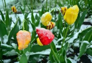 How to Plant Tulips in The Spring – And Still Get Them to Bloom This Year!