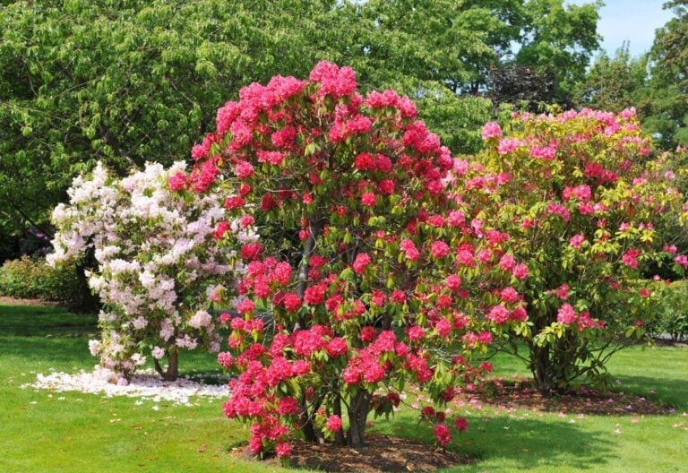 10 Shrubs You Must Prune in Spring – and 5 You Mustn’t