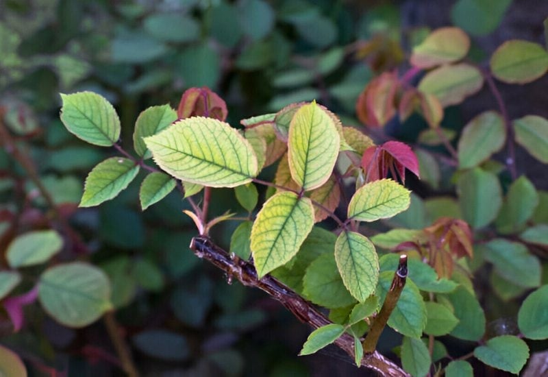 How to Fertilize Rose Shrubs in Spring – Get Your Roses Ready to Bloom! 9 A Final Thought – A Medicine for Iron Deficiency in Roses