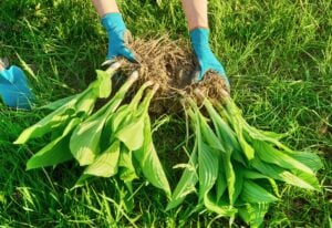 Close-up of spring dividing and planting bush of hosta plant