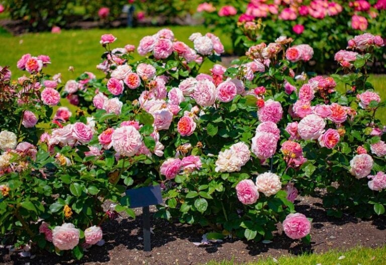 Rose Bush Spring How to Turn Hangry Rose Bushes into Blooming Beauties This Spring