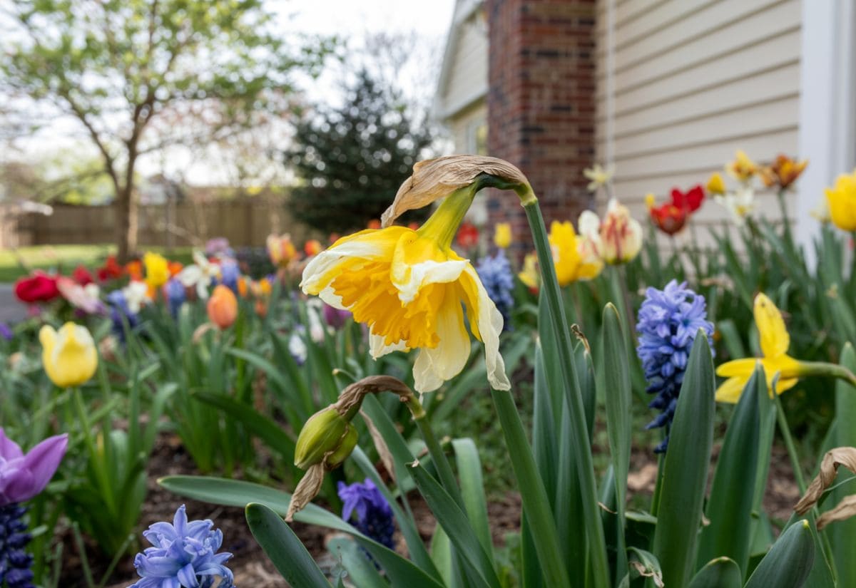 What to Do After Your Spring Bulbs Have Blossomed – To Get Great Blooms Next Year!
