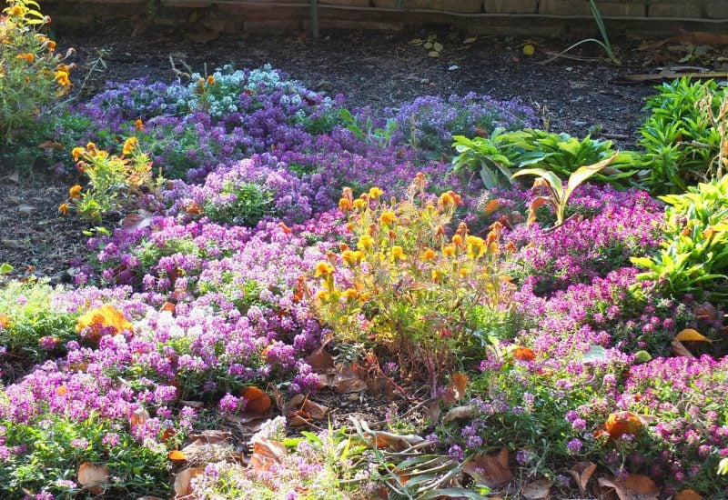 30 Flowers You Can Start From Seed in Winter for a Stunning Spring Garden 2 Why Should You Sow Flowering Plants in Winter?