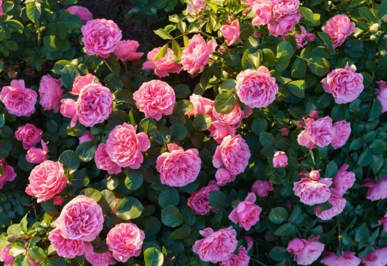 10 Reasons Why Your Roses Aren’t Blooming