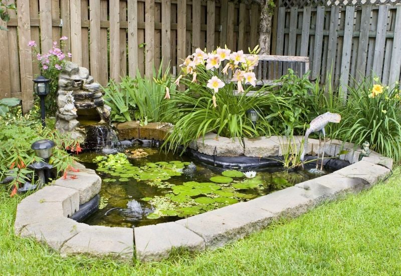 Control Your Pond’s Algae