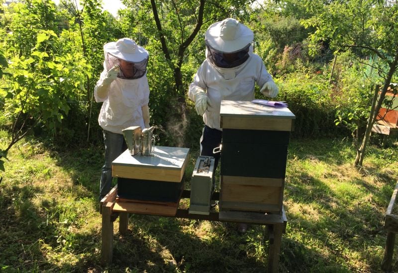 Defend Your Bee Hive from Mites