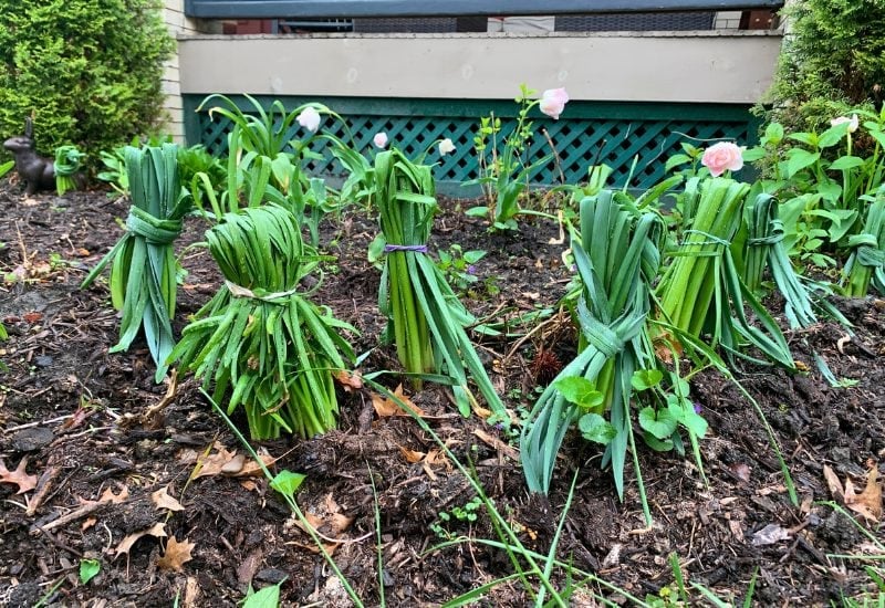 What to Do After Daffodils Bloom—And What You Should NEVER Do 4 Do Not Bind the Leaves After Your Daffodils Have Flowered