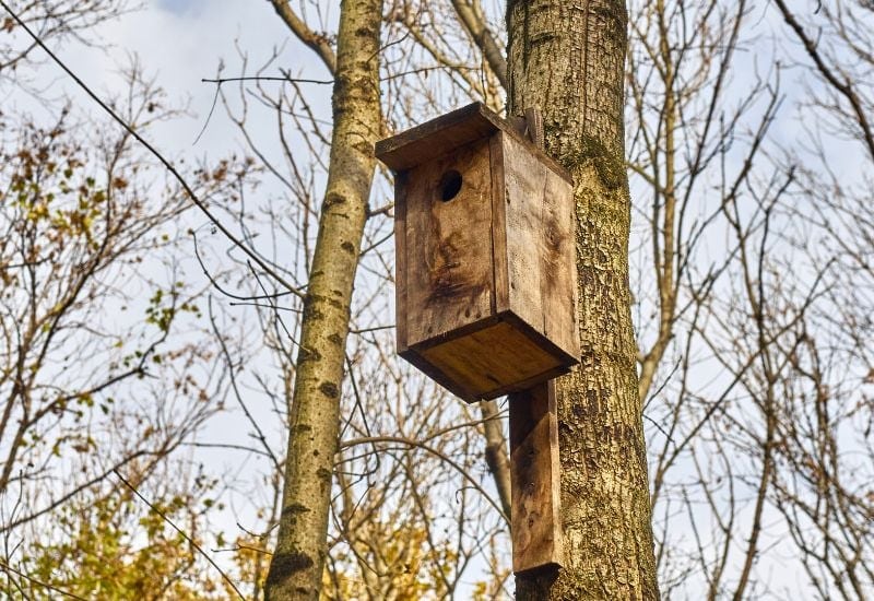 Mount the Bluebird Nest in the Right Place