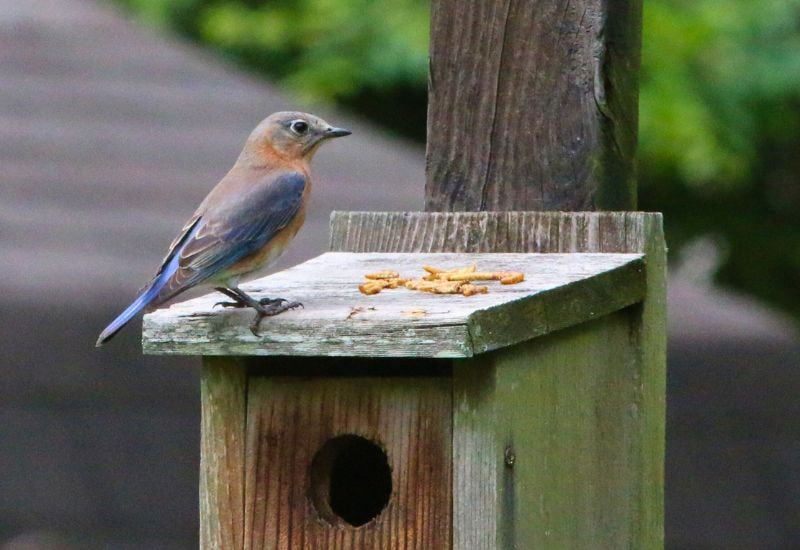 Offer the Right Food for Bluebirds, and They Will Come to eat in Your Garden