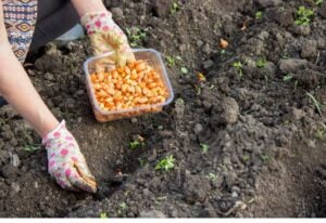Planting Onion Sets in the Spring – 4 Simple Secrets to Big Success!