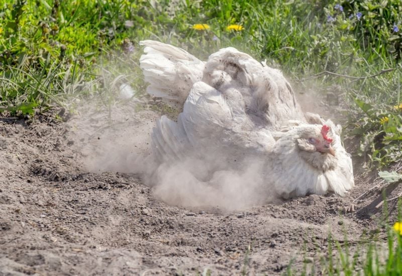 Protect Your Animals from Lice and Pests