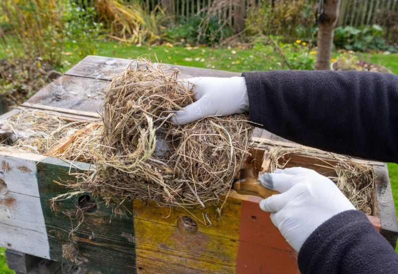 Provide Nesting Material for Bluebirds