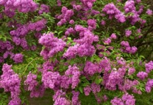 Spring Lilac Care – How to Get Your Lilac Bushes to Bloom Bigger Than Ever