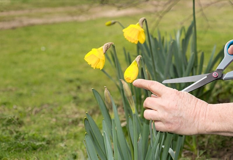 What to Do After Daffodils Bloom—And What You Should NEVER Do 8 The Big Mistake – Never, Absolutely NEVER Cut Down Your Daffodils’ Leaves Too Early!