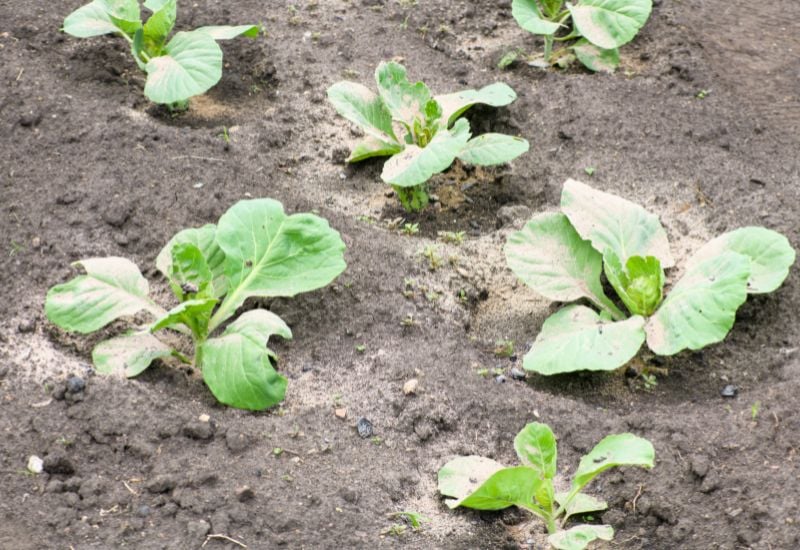 Use It to Get Cabbage Worms Packing