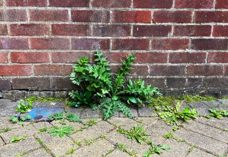 Use It to Stop Weeds Between Paving Stones