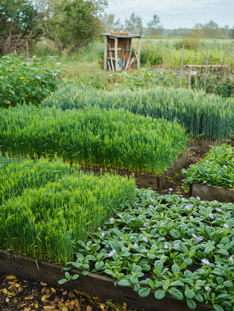 Letting the Garden Rest This Fall? Here’s How to Build Better Soil for Spring 3