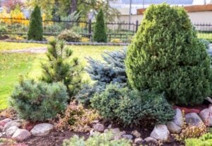 Types of Fir Trees