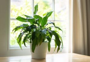 Why Is My Peace Lily Not Blooming? (And How to Fix It)