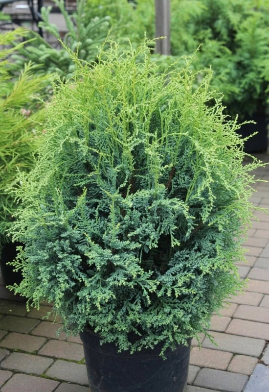 ‘Curly Tops’ Sawara Cypress (Chamaecyparis pisifera ‘Curly Tops’)
