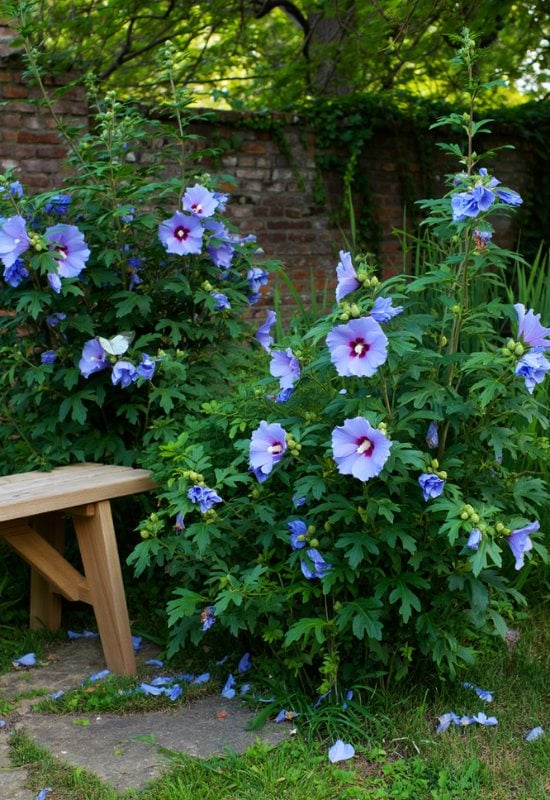 ‘Marina’ and ‘Blue Chiffon’ Rose of Sharon (Hybiscus syriacus ‘Marina’)
