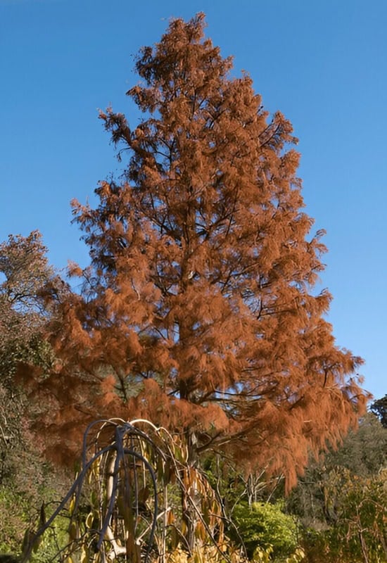 ‘Nutans’ Pond Cypress (Taxodium distichum var. imbricatum ‘Nutans’)