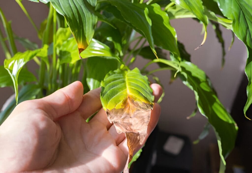 10 Reasons Why Peace Lily Leaves Turn Yellow (With Prevention Guide)