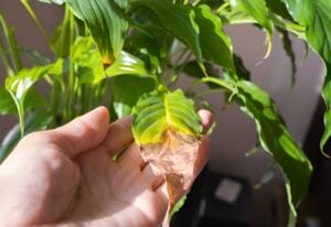 10 Reasons Why Peace Lily Leaves Turn Yellow (With Prevention Guide)