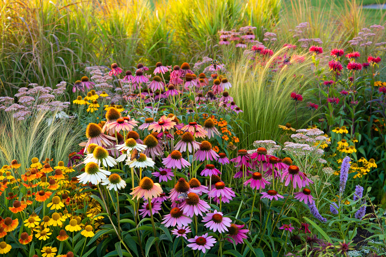 Fast-Growing Perennials