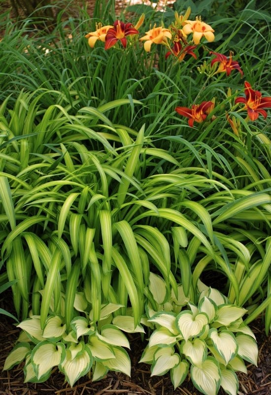 12 Great Combinations with Ornamental Grasses 4 A Leafy Shady Spot Packed with Summer Blooms and variegated Hakone Grass