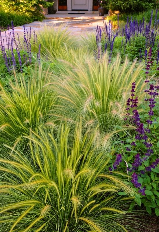 12 Great Combinations with Ornamental Grasses 6 A Sunny and Light-Filled Elegant Border