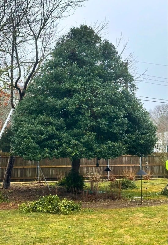 American Holly (Ilex opaca)