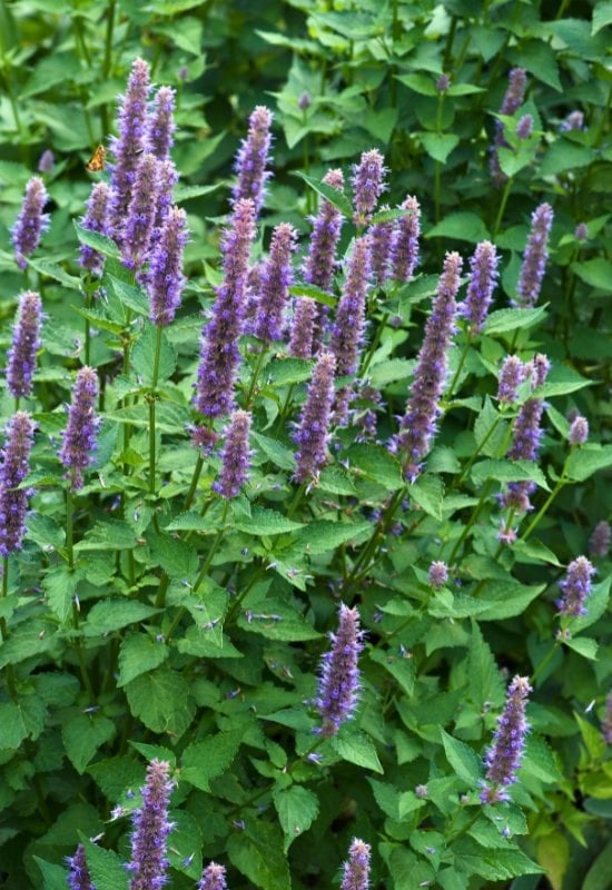 Anise Hyssop (Agastache foeniculum)