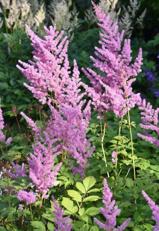 Astilbe (Astilbe spp.)