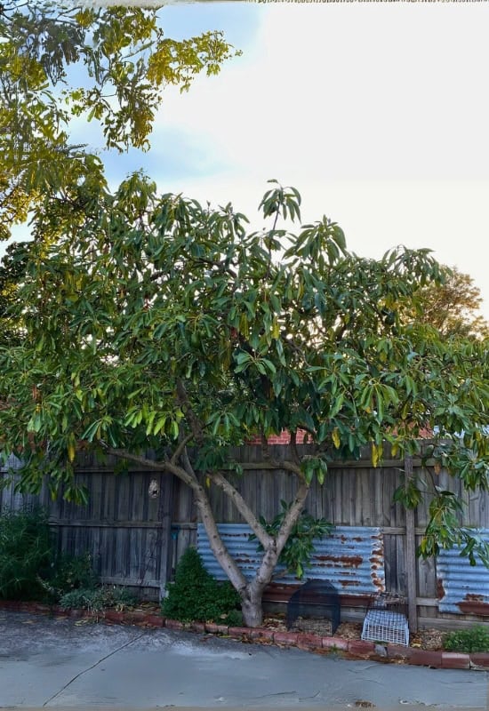 Avocado Tree (Persea americana)