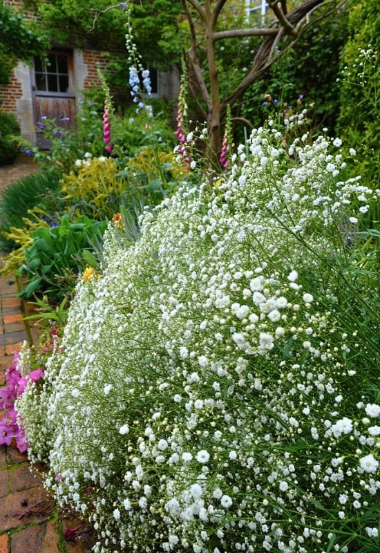 Baby’s Breath (Gypsophila paniculata)